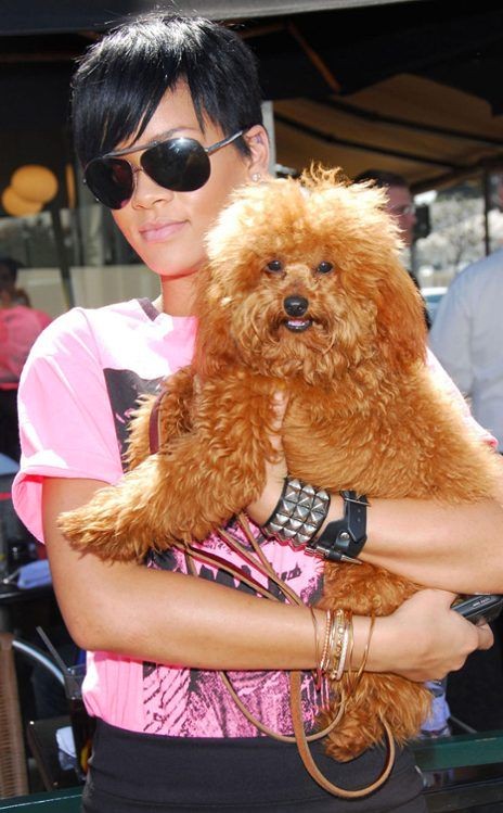Grooming and mental stimulation: essential to keeping your dog: Learn From Rihanna Pets